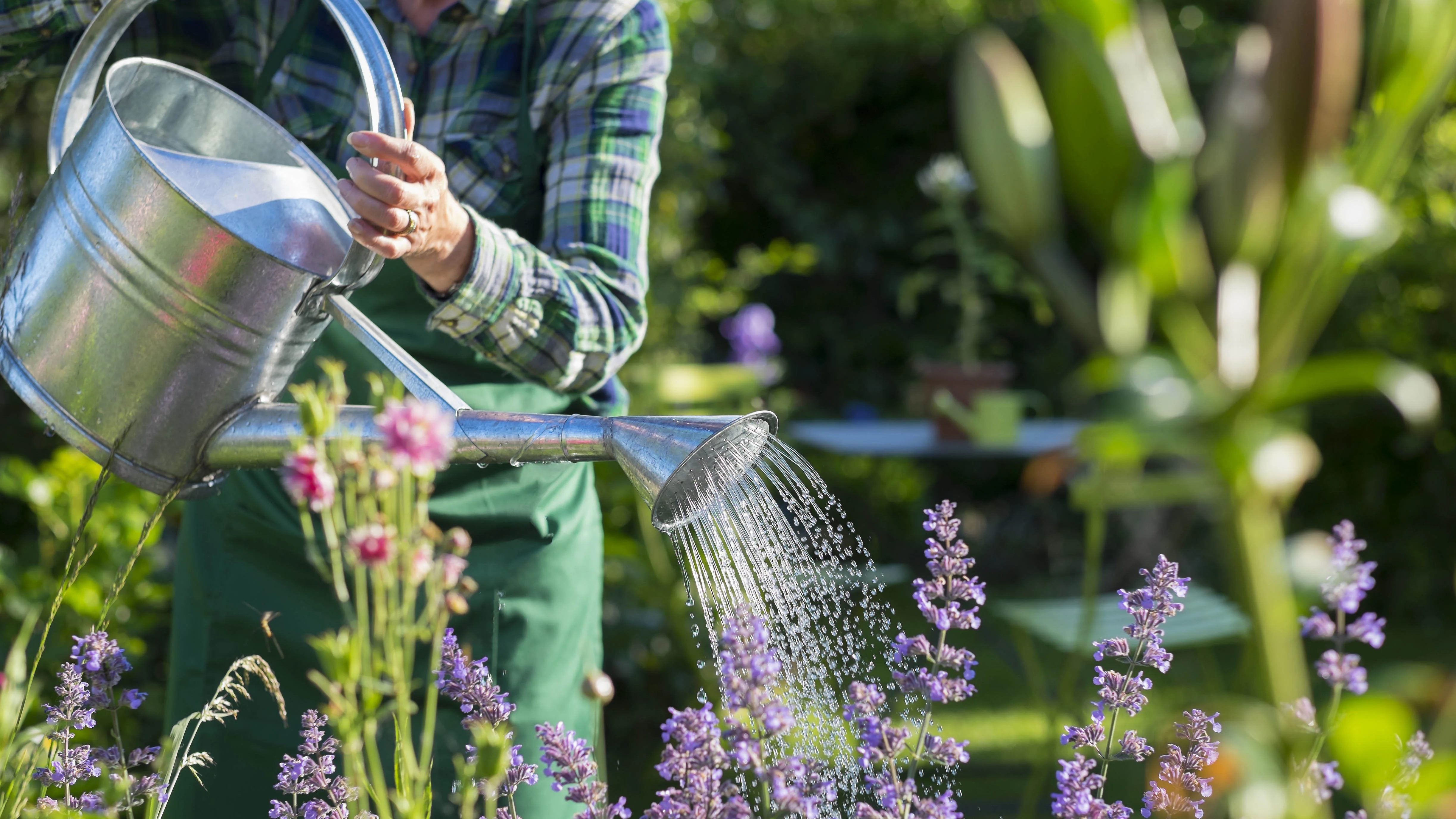 Watering plants outdoors with watering can