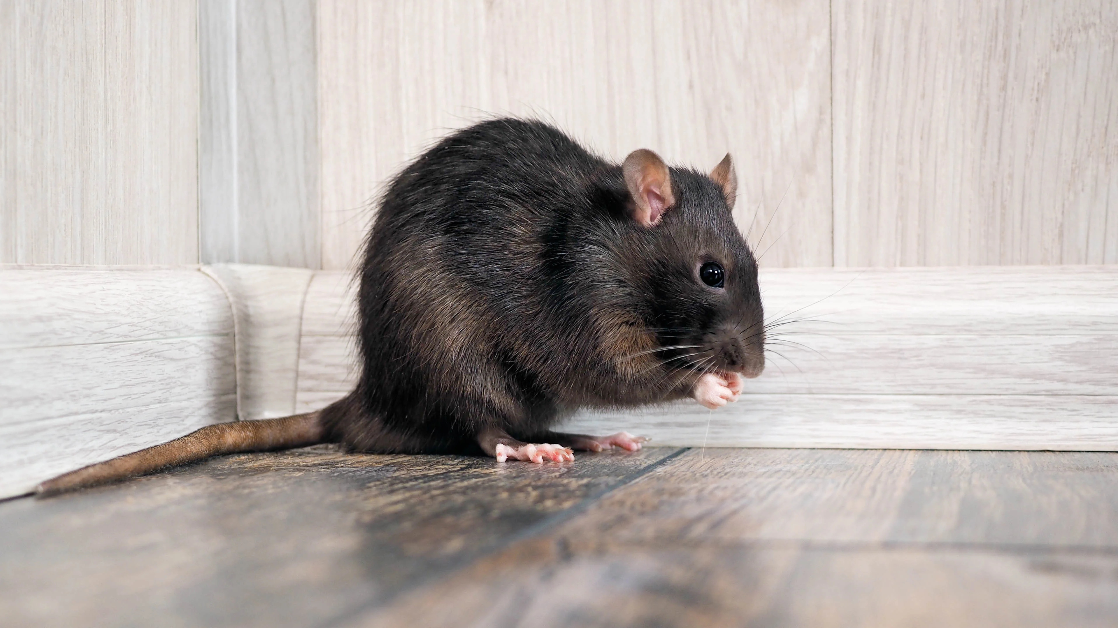 A rat on a wooden floor next to a wall